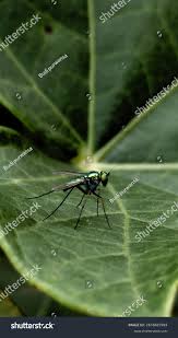 Attēlu rezultāti vaicājumam “Dolichopodidae”