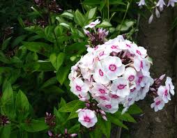 Image result for Phlox (großblumig)