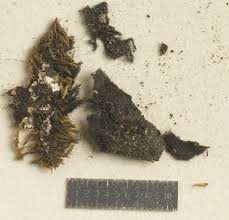 Attēlu rezultāti vaicājumam “Cystocoleus ebeneus”