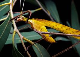 Attēlu rezultāti vaicājumam “Orthoptera”