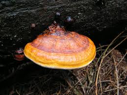 Attēlu rezultāti vaicājumam “Fomitopsis pinicola”