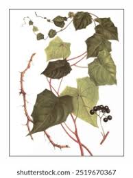 Attēlu rezultāti vaicājumam “Menispermum dauricum”