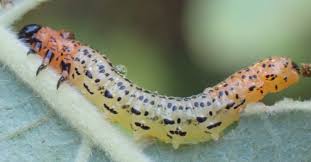 Attēlu rezultāti vaicājumam “Nematus salicis”