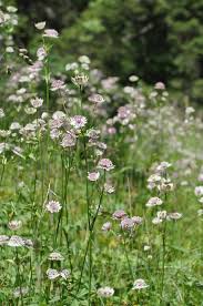 Attēlu rezultāti vaicājumam “Astrantia major”