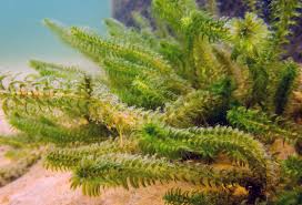 Attēlu rezultāti vaicājumam “Elodea canadensis leaf”