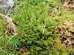 Attēlu rezultāti vaicājumam “Hypnum jutlandicum”