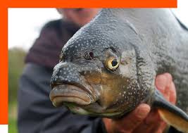 Image result for Trimpley Anglers Association