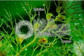 Attēlu rezultāti vaicājumam “Utricularia vulgaris leaf”