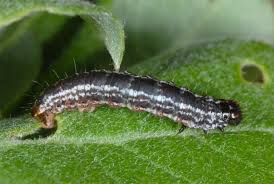 Attēlu rezultāti vaicājumam “Hydriomena furcata”