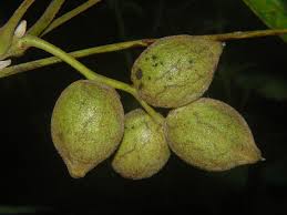 Attēlu rezultāti vaicājumam “Juglans cinerea fruit”