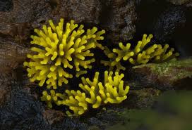 Attēlu rezultāti vaicājumam “Ceratiomyxa fruticulosa”