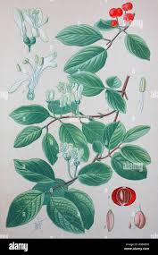 Attēlu rezultāti vaicājumam “Lonicera xylosteum”