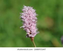 Attēlu rezultāti vaicājumam “Bistorta major leaf”