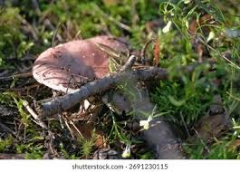 Attēlu rezultāti vaicājumam “Russula vesca”
