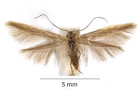 Attēlu rezultāti vaicājumam “Coleophora alticolella”