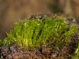 Attēlu rezultāti vaicājumam “Splachnum ampullaceum”