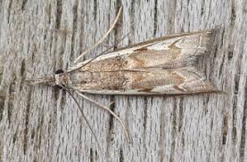 Attēlu rezultāti vaicājumam “Platytes alpinella”