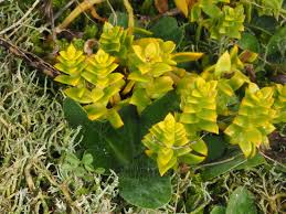 Attēlu rezultāti vaicājumam “Honckenya peploides bud”