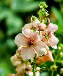 Attēlu rezultāti vaicājumam “Verbascum”