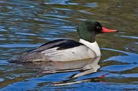 Attēlu rezultāti vaicājumam “Mergus merganser male”
