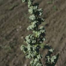 Attēlu rezultāti vaicājumam “Chenopodium polyspermum var. acutifolium flower”