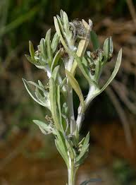 Attēlu rezultāti vaicājumam “Gnaphalium sylvaticum flower”