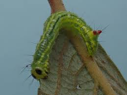 Attēlu rezultāti vaicājumam “Ptilodon capucina larva”