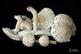 Attēlu rezultāti vaicājumam “Lycogala botrydium young”