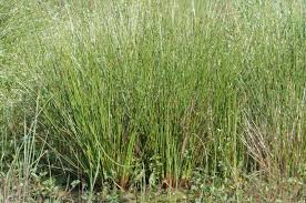 Attēlu rezultāti vaicājumam “Juncus bulbosus”