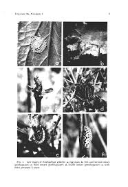 Attēlu rezultāti vaicājumam “Euphydryas maturna pupa”