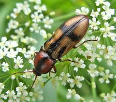 Attēlu rezultāti vaicājumam “Selatosomus cruciatus”