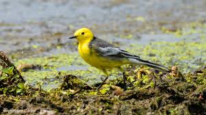 Attēlu rezultāti vaicājumam “Motacilla citreola”