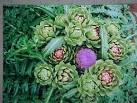 <b>Cynara</b> scolymus