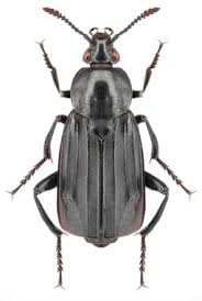 Attēlu rezultāti vaicājumam “Necrodes littoralis”