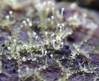 Attēlu rezultāti vaicājumam “Cephalozia connivens”