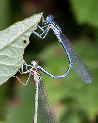 Attēlu rezultāti vaicājumam “Platycnemis pennipes male”