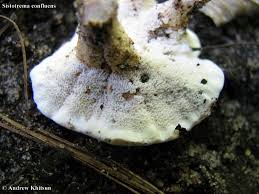 Attēlu rezultāti vaicājumam “Sistotrema confluens”