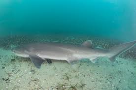 Image result for Notorynchus cepedianus