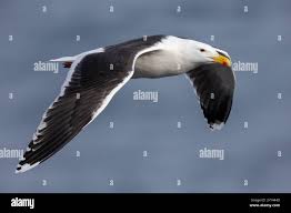 Attēlu rezultāti vaicājumam “Larus marinus adult”