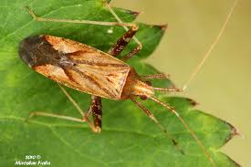 Attēlu rezultāti vaicājumam “Phytocoris varipes”