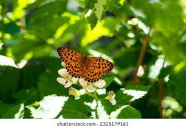 Attēlu rezultāti vaicājumam “Brenthis daphne”