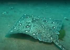 Image result for Raja clavata