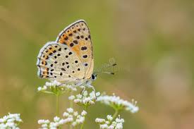 Attēlu rezultāti vaicājumam “Lycaena tityrus female”