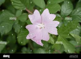 Image result for Malva moschata