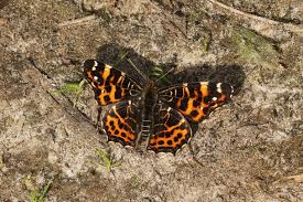 Attēlu rezultāti vaicājumam “Araschnia levana underside”