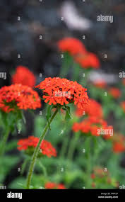 Image result for Lychnis chalcedonica `Dusky Salmon`