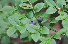 Attēlu rezultāti vaicājumam “Vaccinium myrtillus”