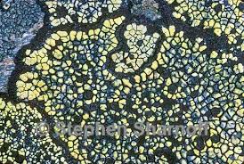 Attēlu rezultāti vaicājumam “Rhizocarpon geographicum”