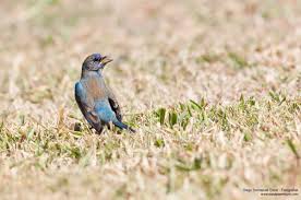 Image result for Passerina cyanea