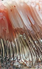 Attēlu rezultāti vaicājumam “Craterium minutum stalked”